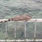 Iguanas auf St. Maarten