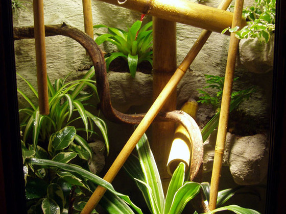 Eckterrarium für Phelsuma laticauda laticauda