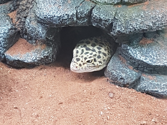 Leoparden Geko