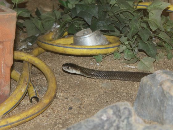 Naja kaouthia im Reptilium Landau