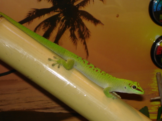 Phelsuma mad. grandis