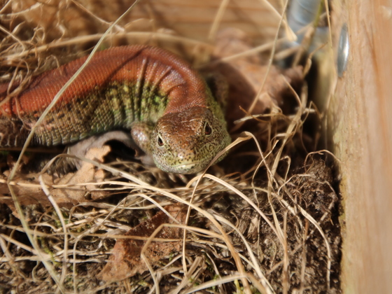 1.0 Lacerta agilis "Rotrücken"