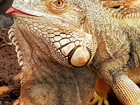 1.0 Iguana iguana Portrait