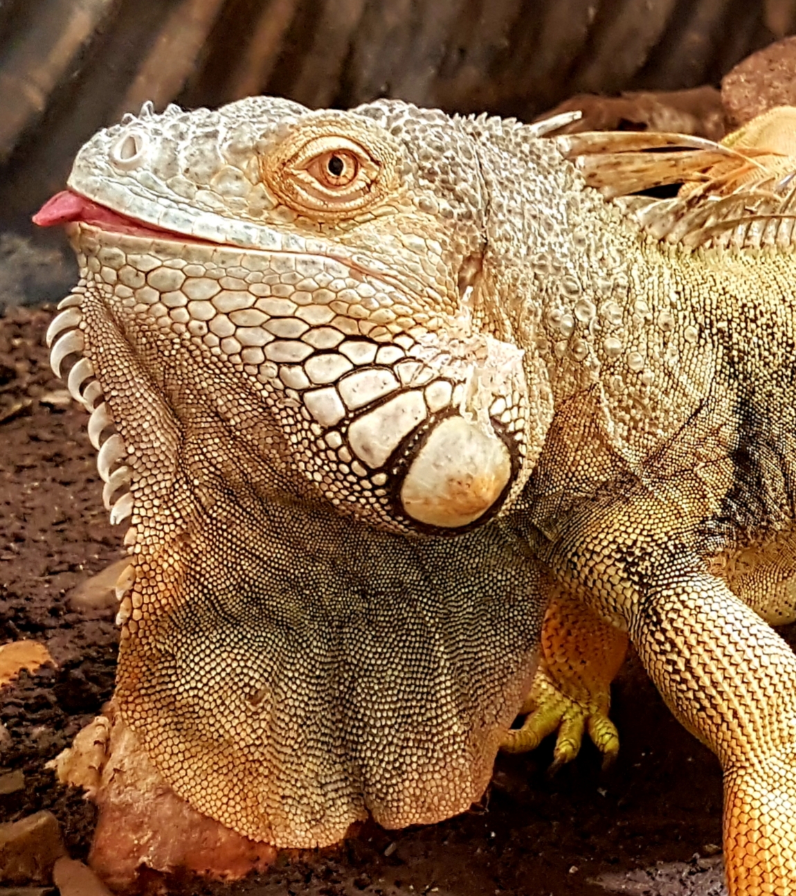 1.0 Iguana iguana Portrait