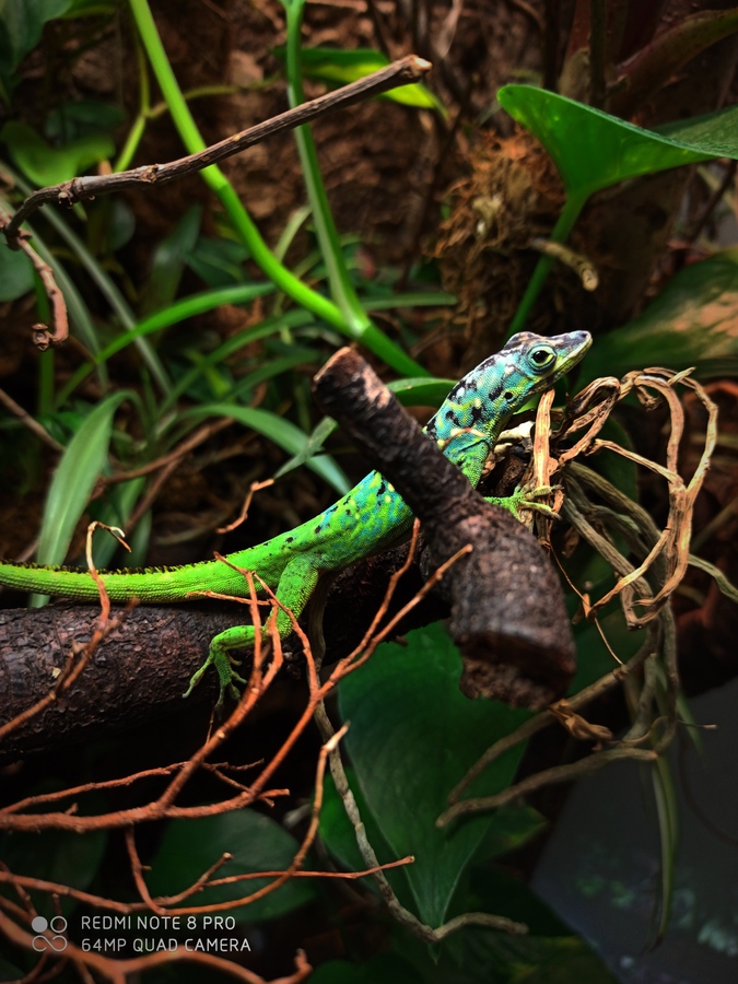 1,0 Anolis roquet summus "Deux Choux"