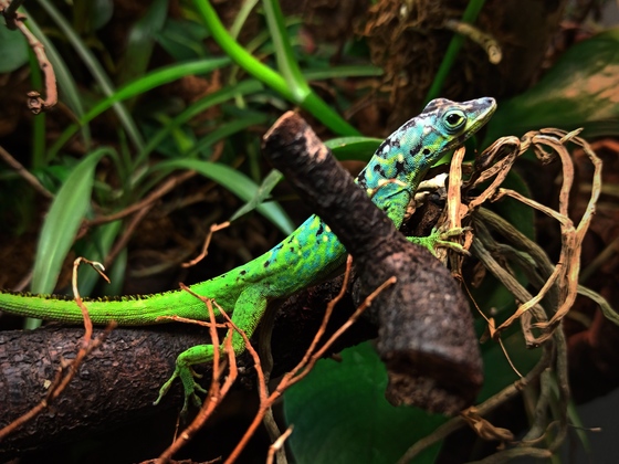 1,0 Anolis roquet summus "Deux Choux"