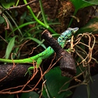 1,0 Anolis roquet summus "Deux Choux"