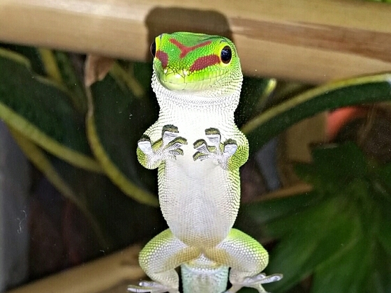 Phelsuma Grandis beim Abhängen