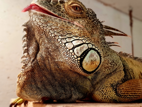 Iguana iguana, adultes Männchen