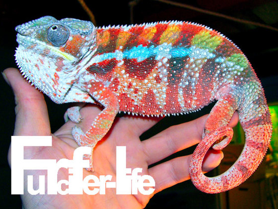 Furcifer pardalis Pantherchamäleon Tamatave Robert