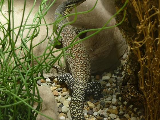 1,0 Varanus glauerti