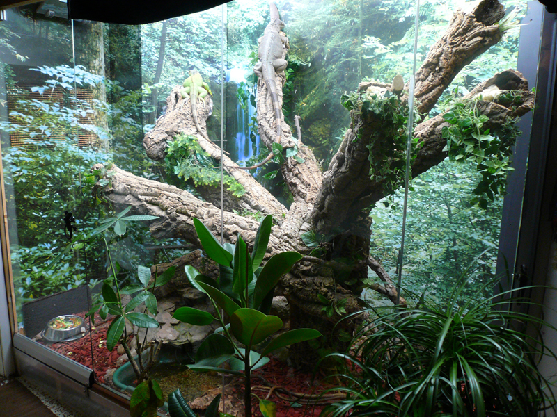 Regenwaldterrarium Eindruck
