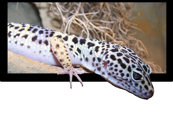 Leopardgecko, Eublepharis macularius