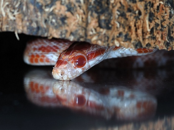 Pantherophis guttatus Amelanistic