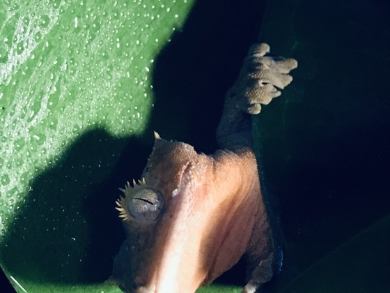Correlophus Ciliatus
