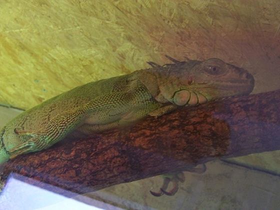 chiccita