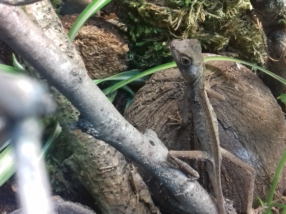 1,0 Aphaniotis fusca (adult)