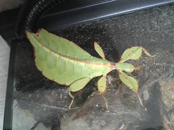 Wandelndes Blatt - Phyllium giganteum