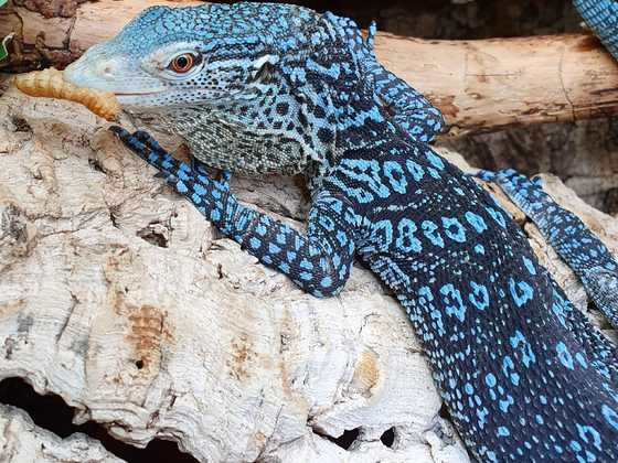 Varanus macraei