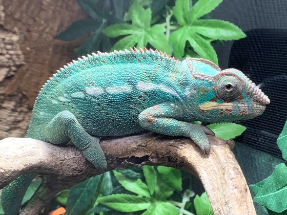 1.0 Furcifer pardalis Nosy be