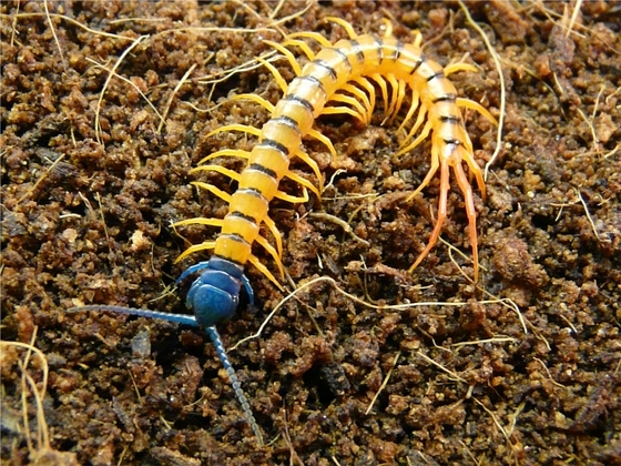 Scolopendra subspinipes "Cherry Red"