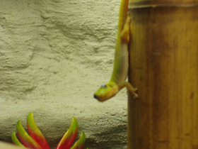 Phelsuma laticauda laticauda Weibchen