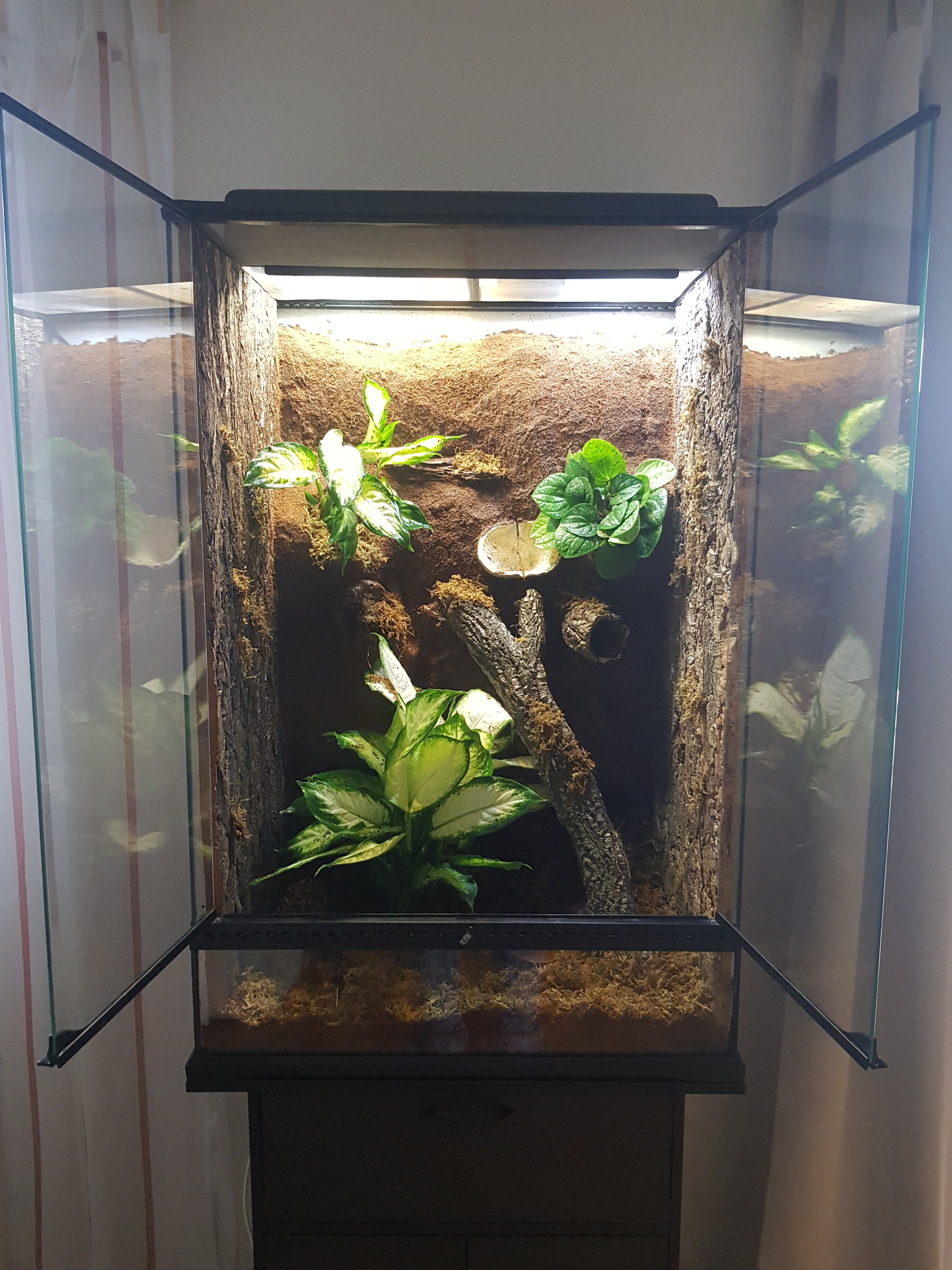 Kronengecko Terrarium - Terraon.de