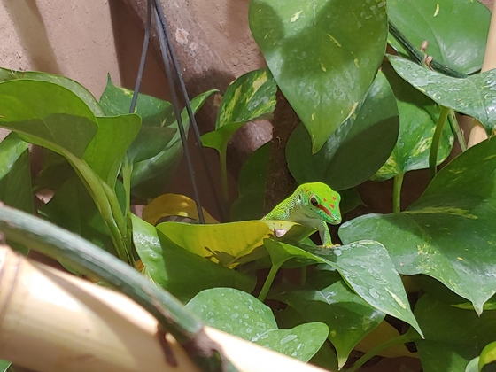 Phelsuma Grandis