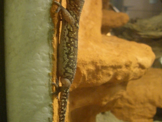Madagaskar-Großkopfgecko (Paroedura pictus)