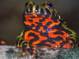 Chinesische Rotbauchunke - Bombina Orientalis