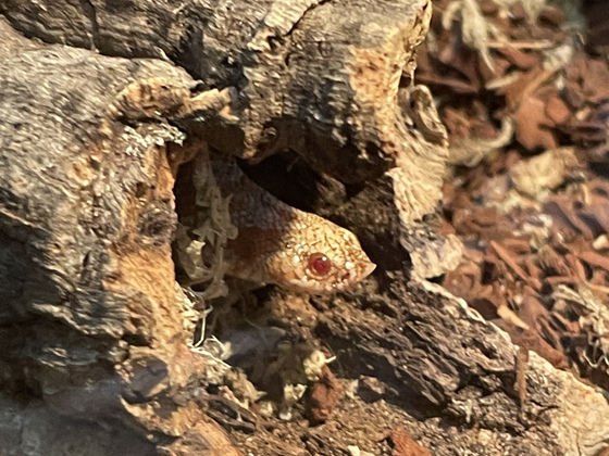 Bilder meiner Heterodon Nasicus