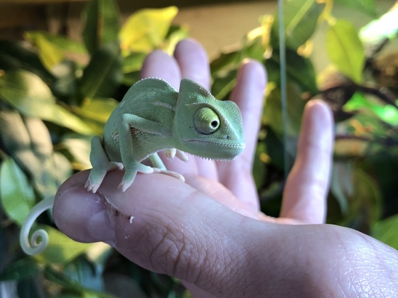 Beim vorbei laufen am Terrarium streckt er sich manschmal zur scheibe