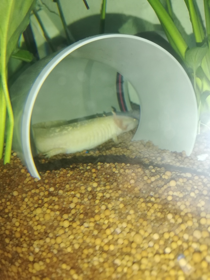 Axolotl Goldi :)