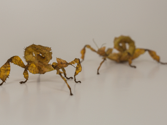 Australische Gespenstschrecken - Extatosoma tiaratum
