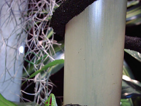 Großer Madagaskar Taggecko