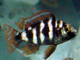 Placidochromis milomo