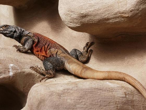 Chuckwalla (Sauromalus ater) Red Back