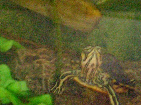 ^schwimmi