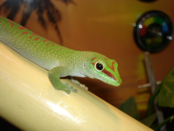 Phelsuma mad. grandis