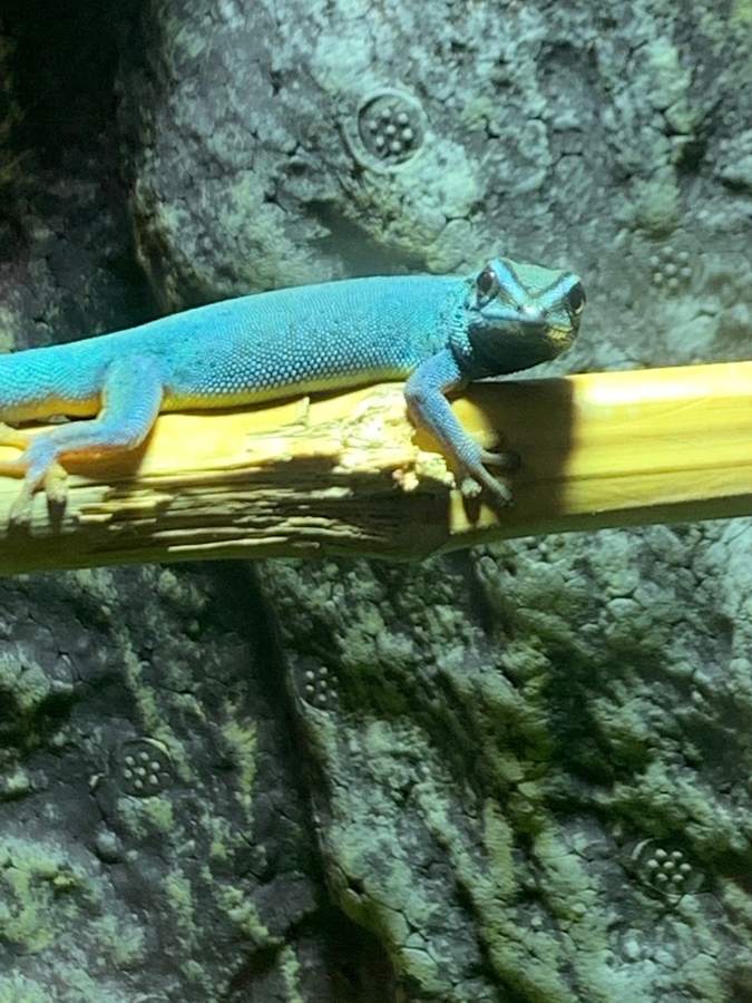 1.0 Lygodactylus williamsi