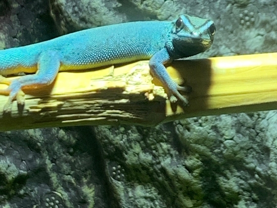 1.0 Lygodactylus williamsi