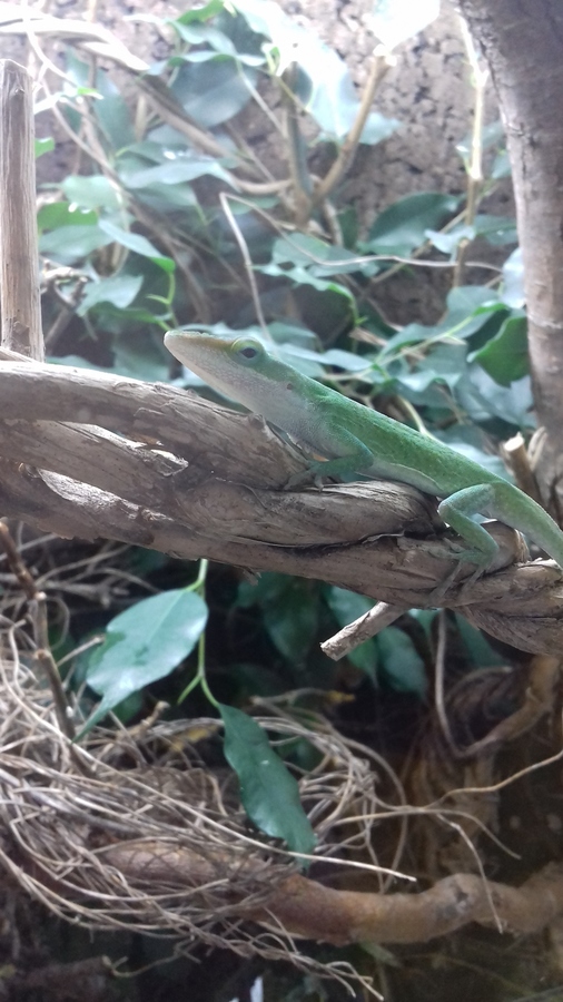 1,0 Anolis carolinensis (Nr. 2)