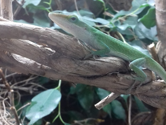 1,0 Anolis carolinensis (Nr. 2)