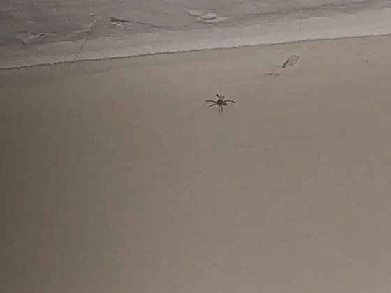 Weis jemand was fuer babyspinnen das sind ??