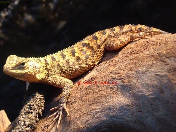 Sceloporus malachiticus - Malachit-Stachelleguan