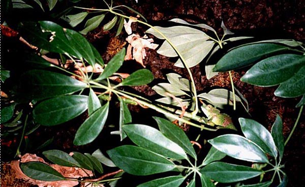 Chamaeleo Montium