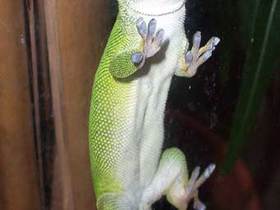 Phelsuma madagascarinensis