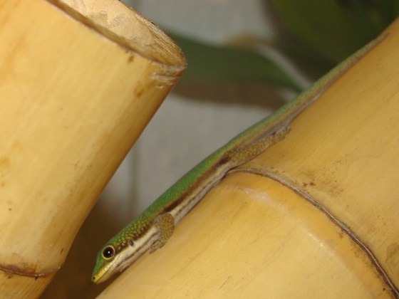 Phelsuma lineata elanthana