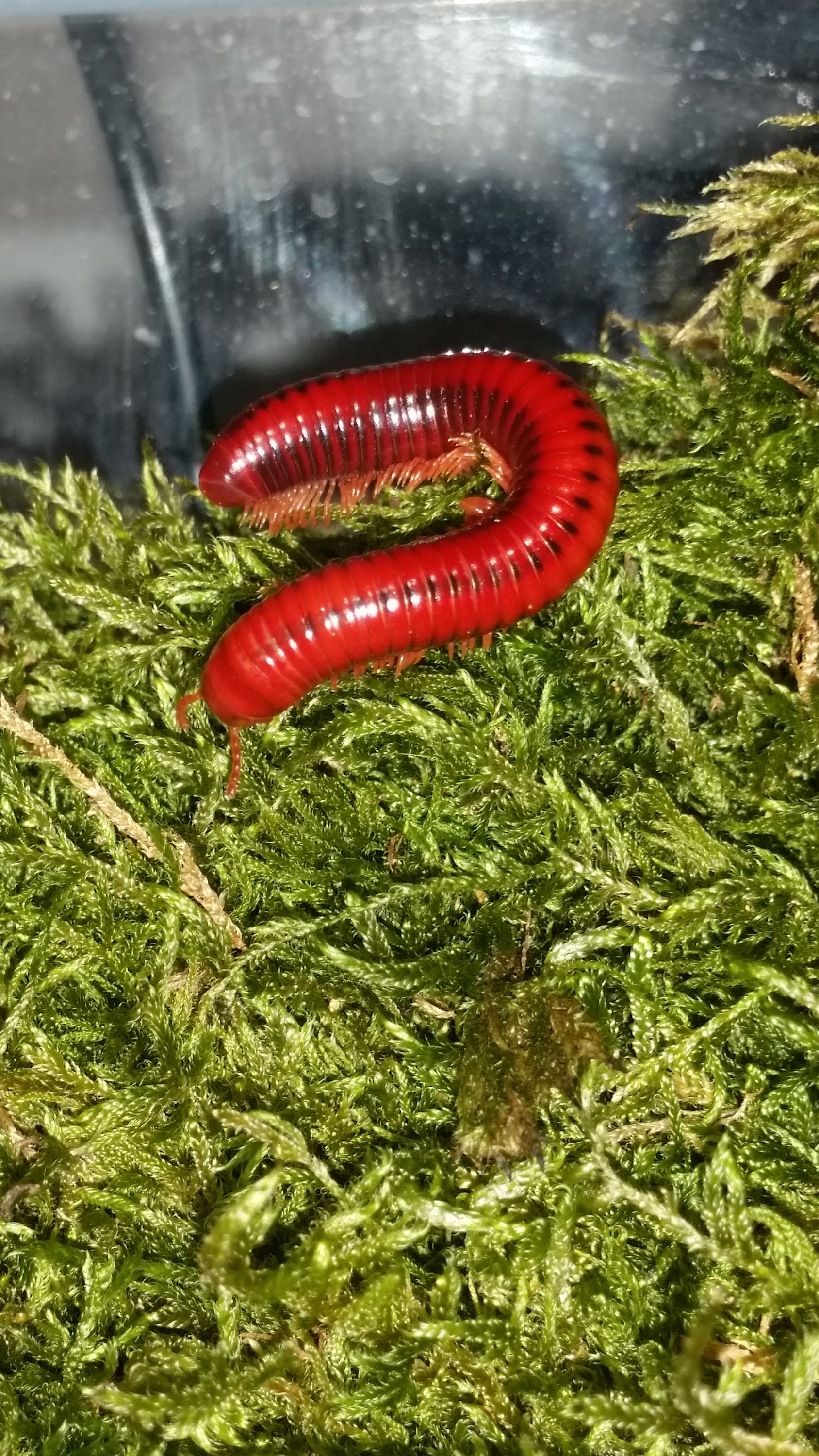 Centrobolus splendidus Jungtier - Terraon.de