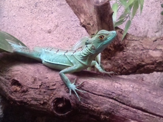 Stirnlappenbasilisk - Basiliscus plumifrons